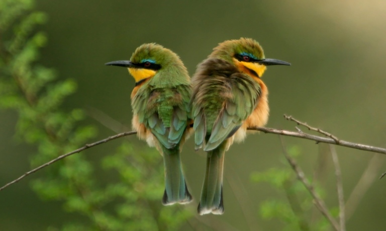 Nature Positive, a United Vision for Nature - TRAVELINDEX
